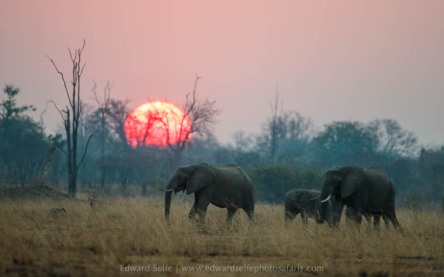Wildlife image from photo safari with edward selfe in south luangwa national park.