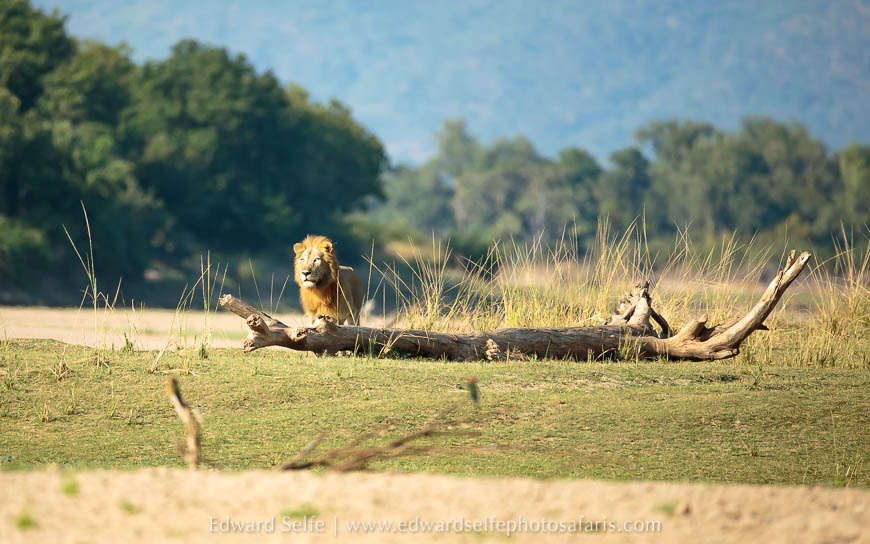 Wildlife image from photo safari with edward selfe.