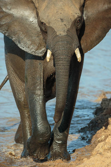 Wildlife image from photo safari with edward selfe in south luangwa national park.