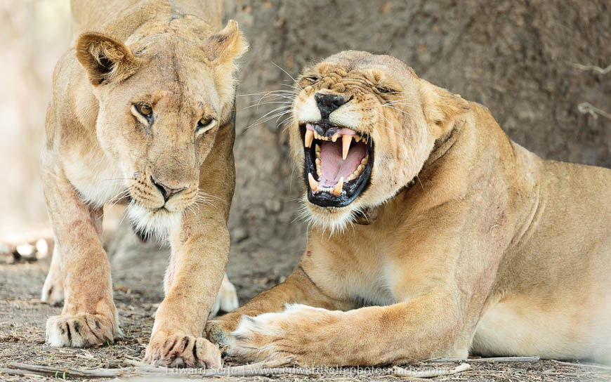 Wildlife image from photo safari with edward selfe in south luangwa national park.