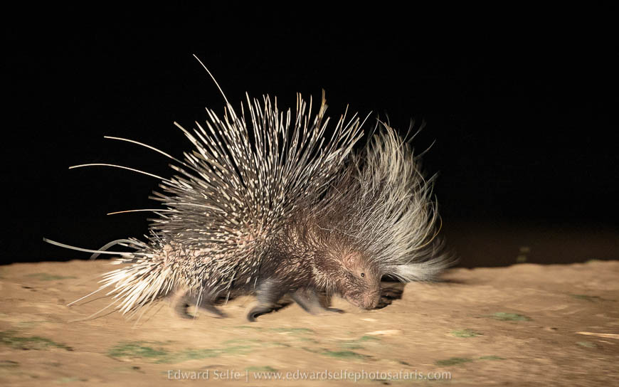 Wildlife image on photo safari with edward selfe in south luangwa national park.