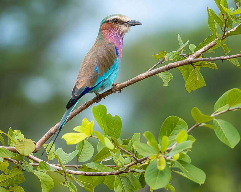 Wildlife image from South Luangwa by Mike White