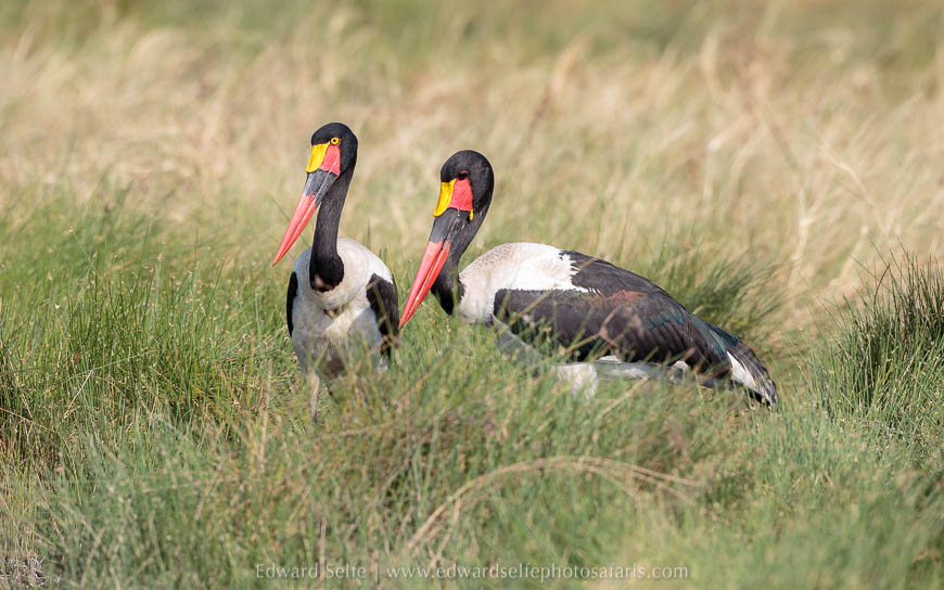 Saddle-billed storks on photo safari with Edward Selfe in South Luangwa National Park./><figcaption align=justify