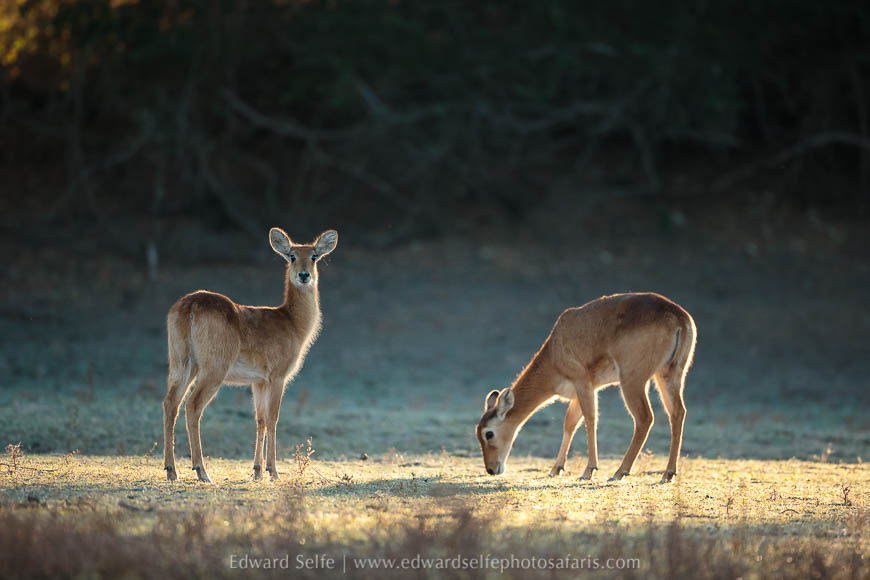 Backlighting antelopes on photo safari in south luangwa national park.