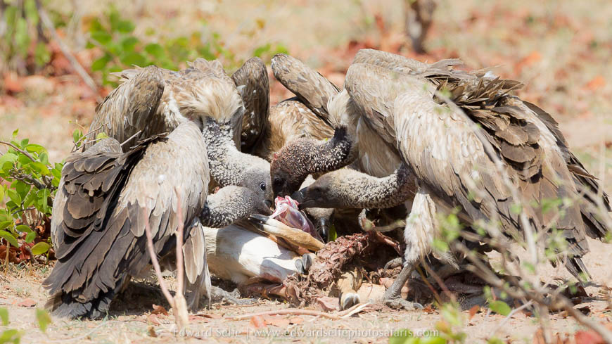 Wildlife image from photo safari with edward selfe in south luangwa national park.