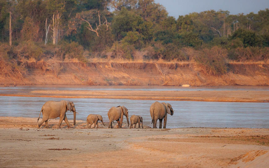 Images of wildlife from photo safari with edward selfe in the nsefu sector.