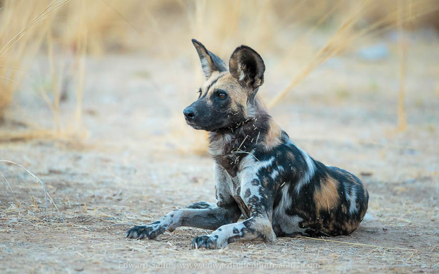 Wildlife image from photo safari with edward selfe in south luangwa national park.