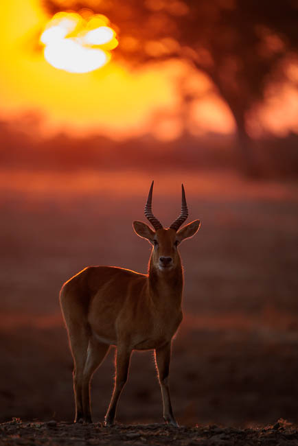 Images of wildlife from photo safari with edward selfe in the south luangwa np.