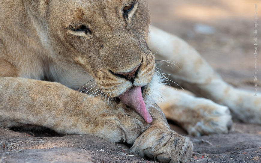 A Zambian lioness licks her paws in South Luangwa National Park.