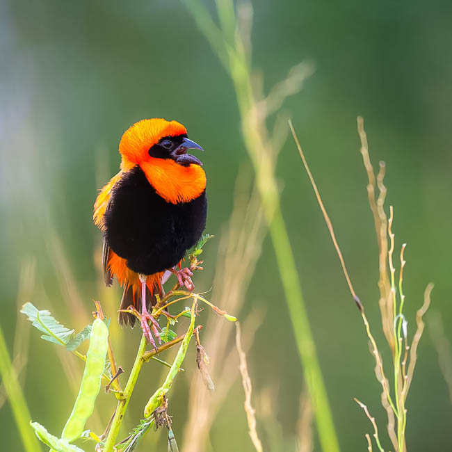 Wildlife image from South Luangwa by Mike White