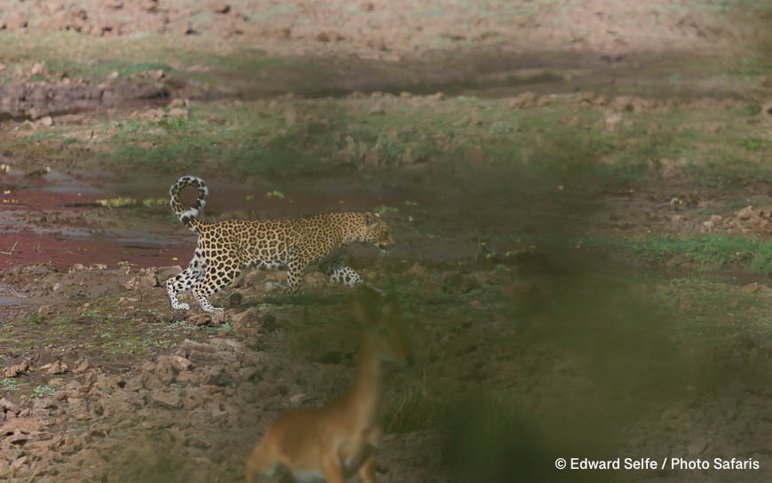 Wildlife image by edward selfe as part of a sequence leopard jumping across channel.