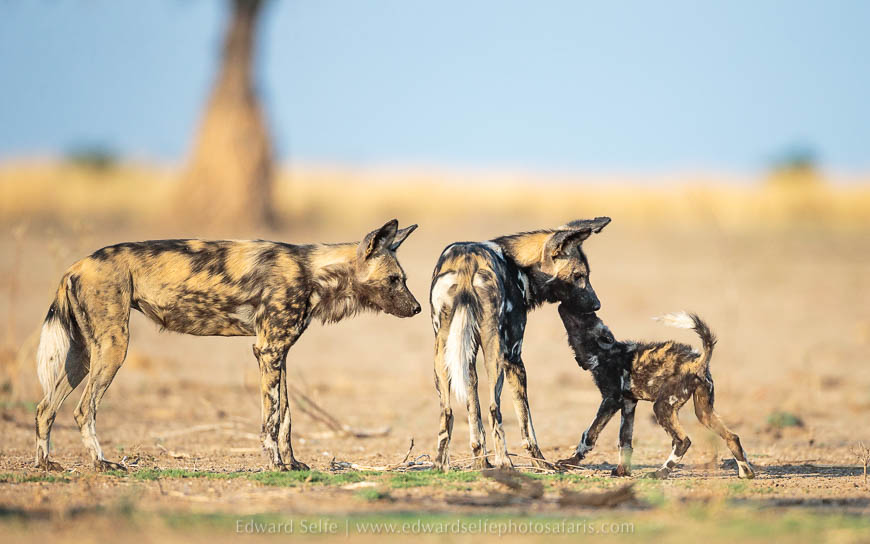 Wildlife image from photo safari with edward selfe safaris.