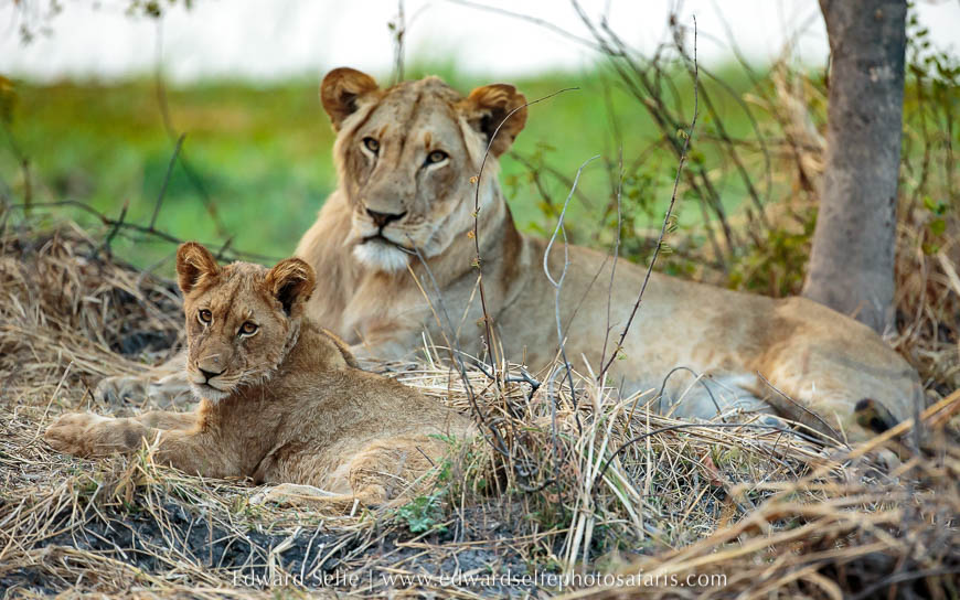 Wildlife image from photo safari with edward selfe.
