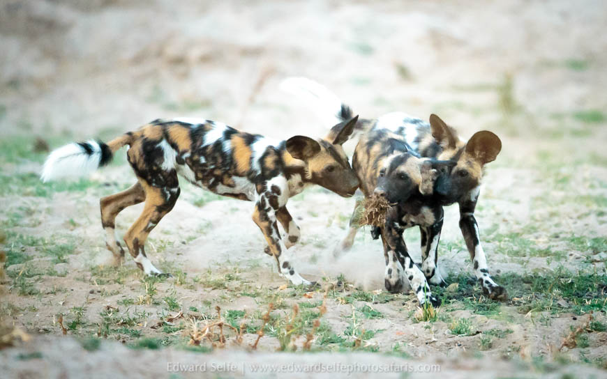 Wildlife image from a photo safari with edward selfe.