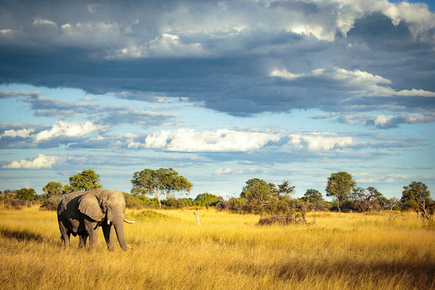 Images of wildlife from photo safari with edward selfe
