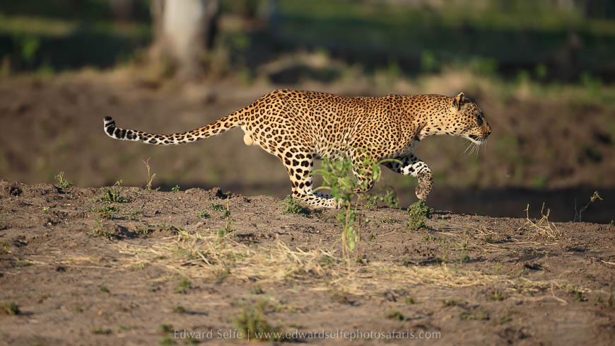 Wildlife image from photo safari with edward selfe.