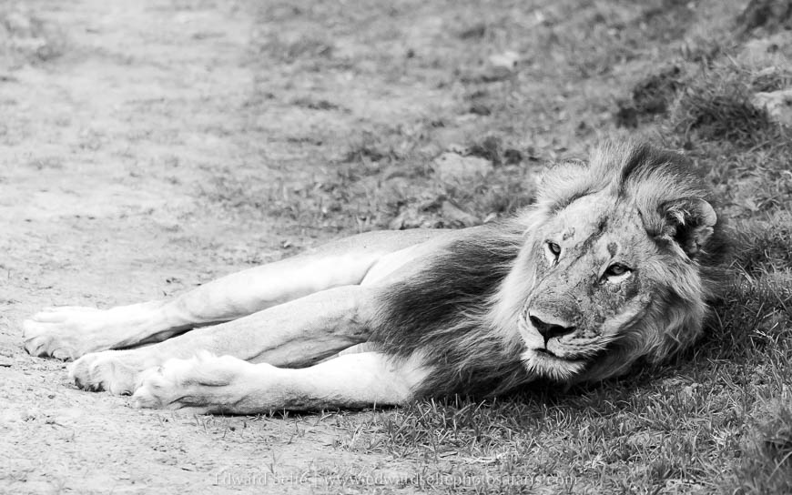 Wildlife image from photo safari with edward selfe in south luangwa national park.