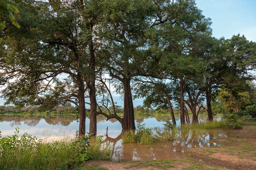 Wildlife image from photo safari with edward selfe in south luangwa national park.
