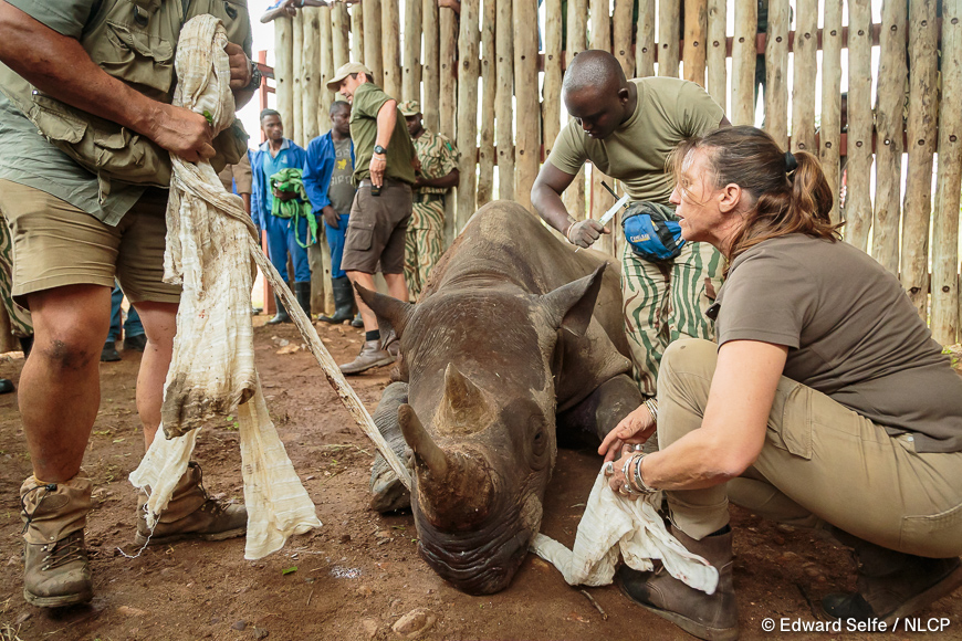 Images of the rescue a wild black rhino and his safe return to north luangwa national park.