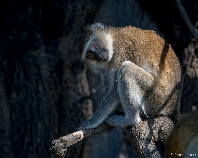 A cheeky vervet monkey in South Luangwa National Park.