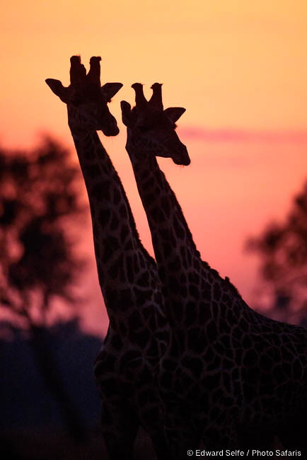 Wildlife image by edward selfe from photo safari in southern africa.