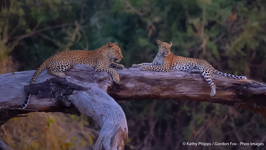Image from pan-zambia photo safari by phox images