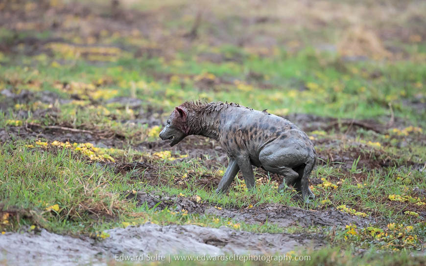 Hyaenas attack another hyaena in South Luangwa National Park.