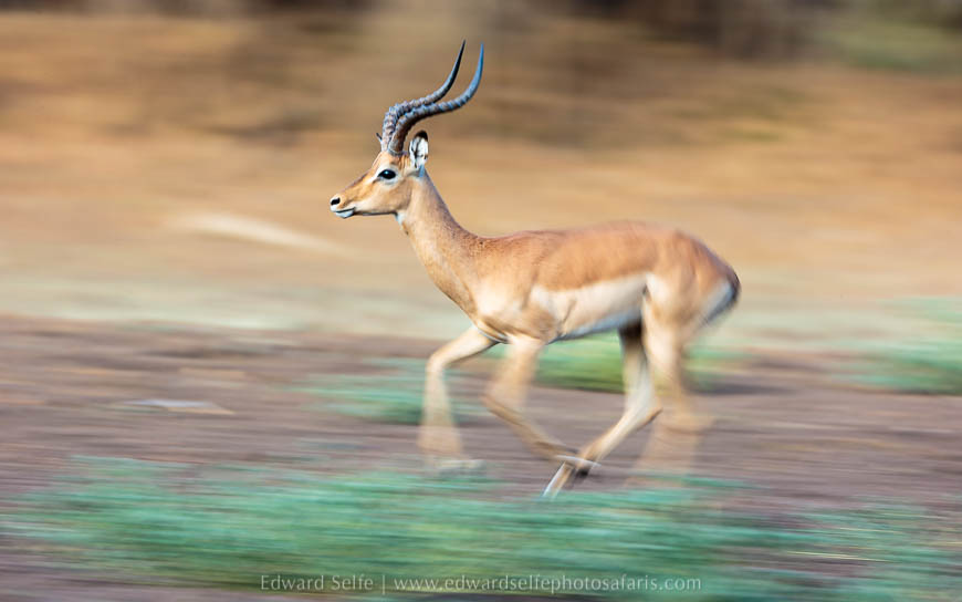 Wildlife image from photo safari with edward selfe in south luangwa national park.