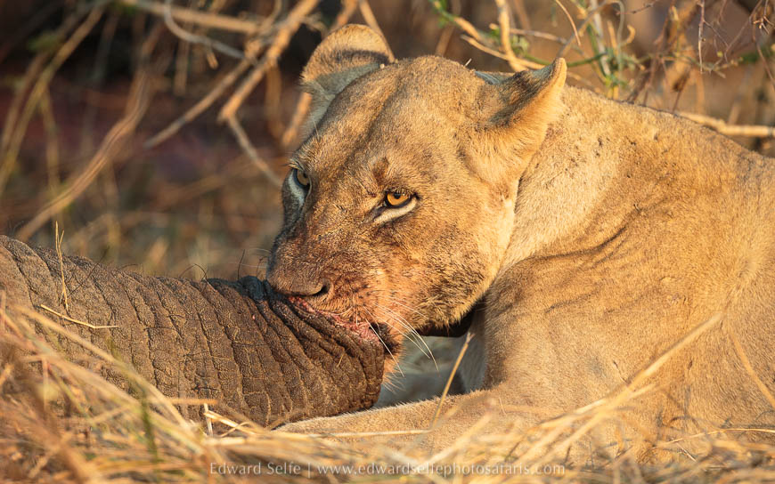 Lion with elephant’s trunk on photo safari edward selfe in south luangwa national park.