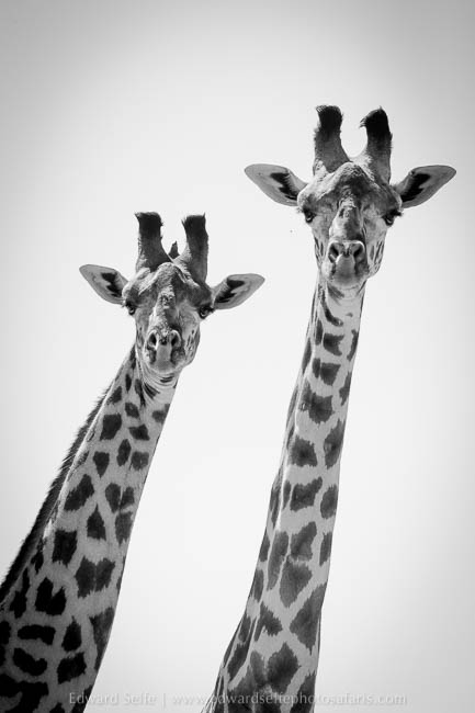 Wildlife image from photo safari with edward selfe in south luangwa national park.