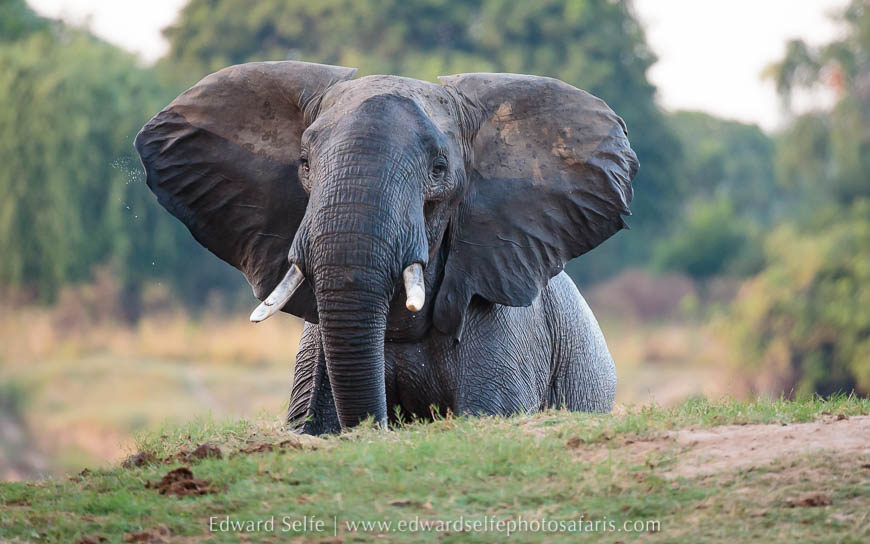 Wildlife image from photo safari with edward selfe.