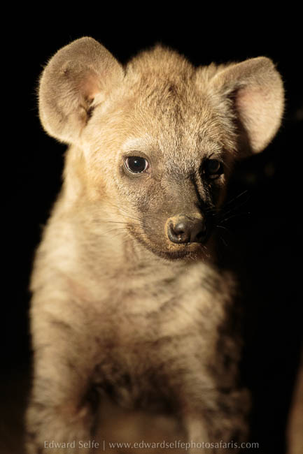 Wildlife image from photo safari with edward selfe in south luangwa national park.