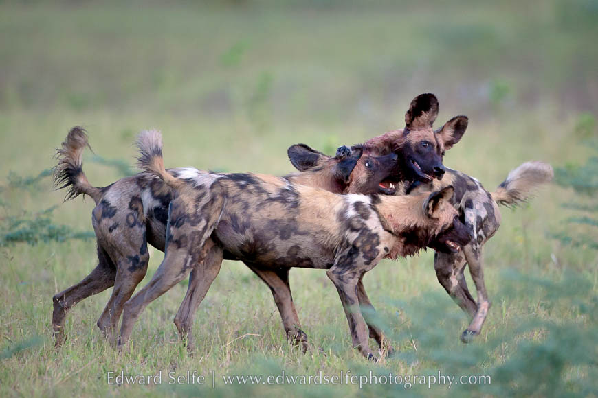 Wild dogs play together after feeding on a carcass in South Luangwa National Park