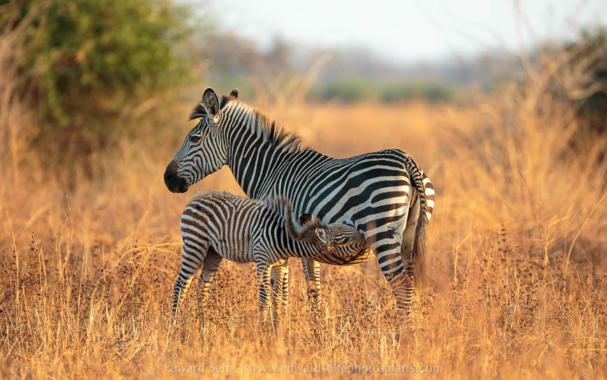 Wildlife image from photo safari with edward selfe in south luangwa national park.