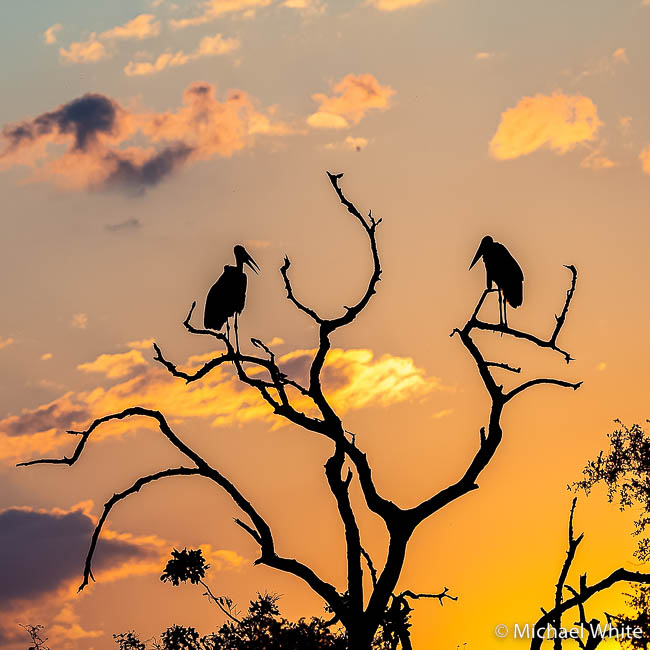 Mike white’s image of wildlife from photo safari with edward selfe in zambia.
