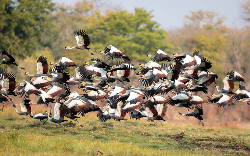 Crowned Cranes on safari in South Luangwa National Park with Edward Selfe
