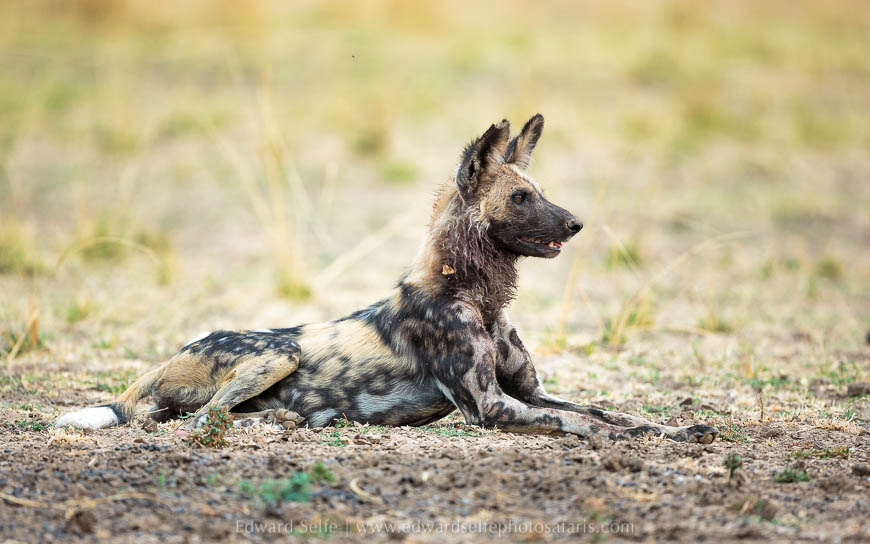 Wildlife image from photo safari with edward selfe in south luangwa national park.