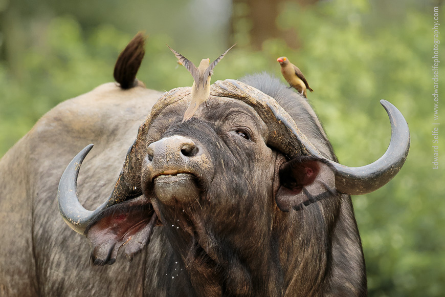 After probing too deeply into his nose, a Cape Buffalo ejects a Red-billed Oxpecker with a flick of the head!