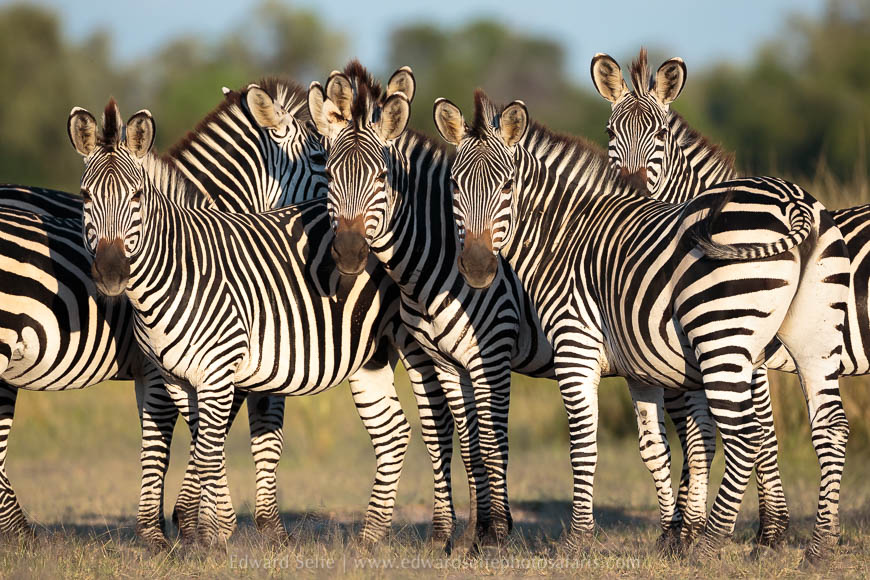 Wildlife image from photo safari with edward selfe.