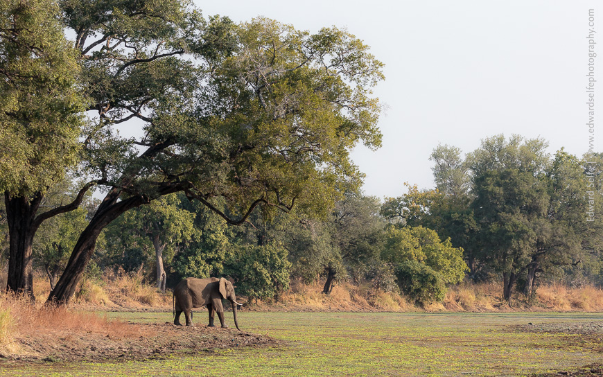 Lone bull elephant approaches a waterhole in Nsefu Sector, SLNP.