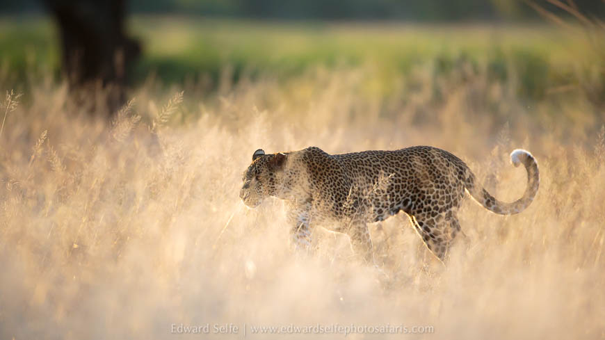 Wildlife image on photo safari with edward selfe in south luangwa national park.