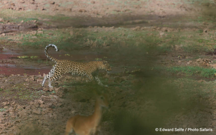 Wildlife image by edward selfe as part of a sequence leopard jumping across channel.