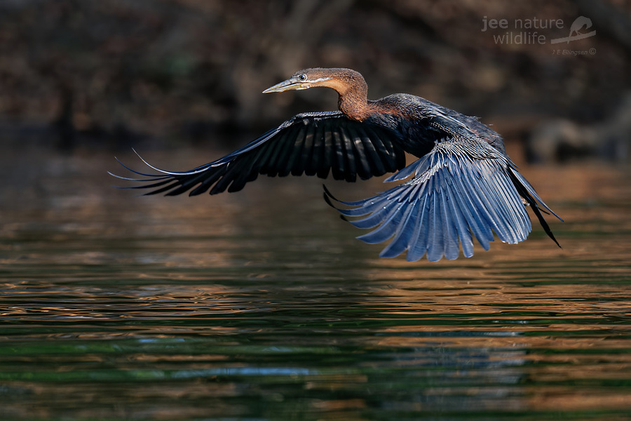 Wildlife image by john erik ellington from a photo safari in kafue national park with edward selfe.