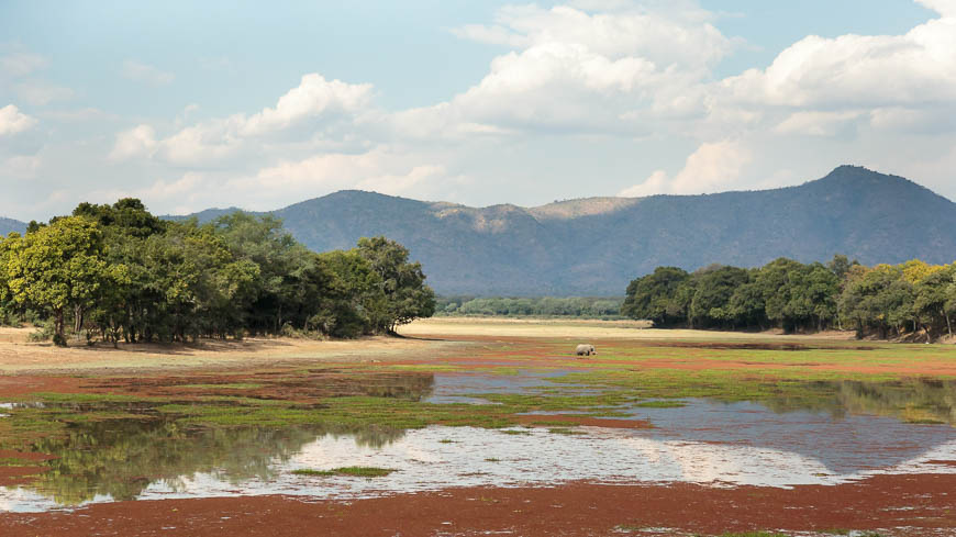 Wildlife image from photo safari with edward selfe in south luangwa national park.
