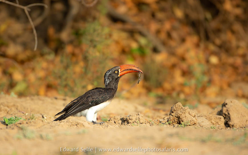 Wildlife image from photo safari with edward selfe.