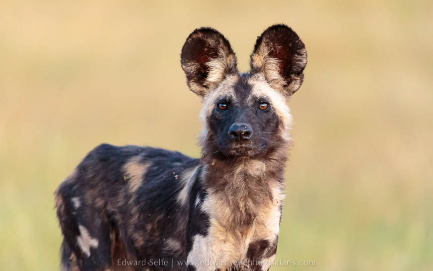Wildlife image from photo safari with edward selfe.