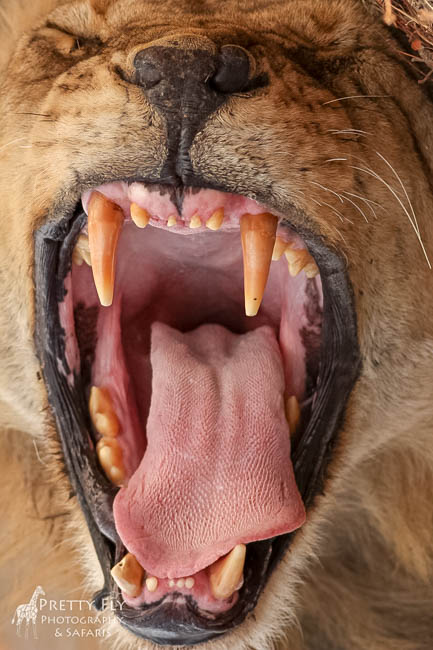 Wildlife image from photo safari with edward selfe in south luangwa national park.