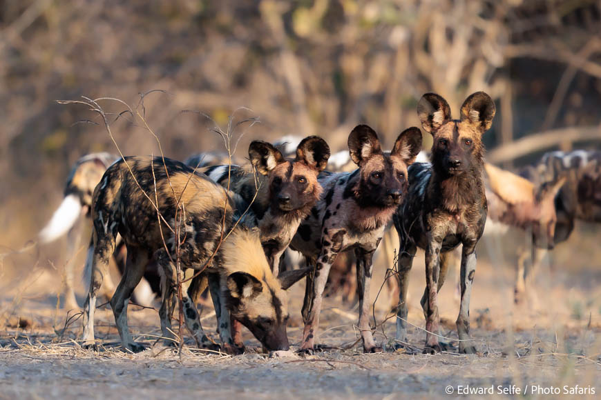 Image from exclusive luangwa photo safari by edward selfe