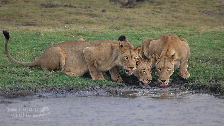 Wildlife image by john erik ellington from a photo safari in kafue national park with edward selfe.