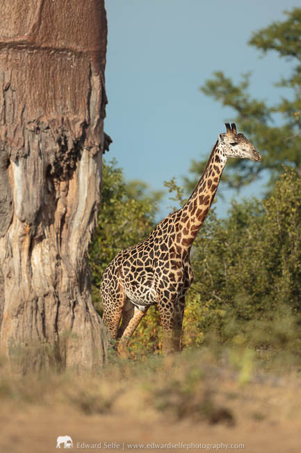 A male giraffe under a baobab during a photo safari with Edward Selfe in South Luangwa National Park